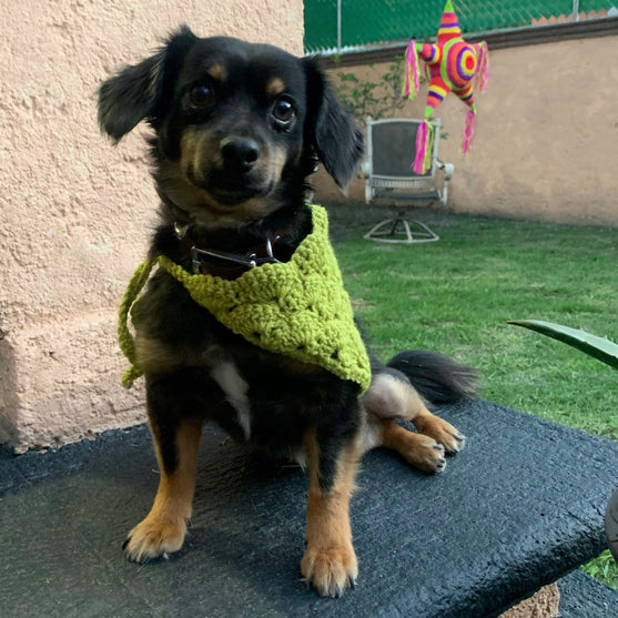 Cuddly Wrap - Koiran Bandana
5