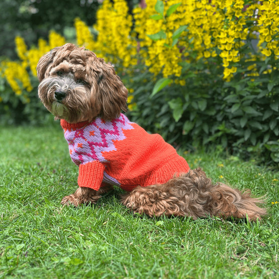 Bichon Havanais – Koiran neulepaita
2