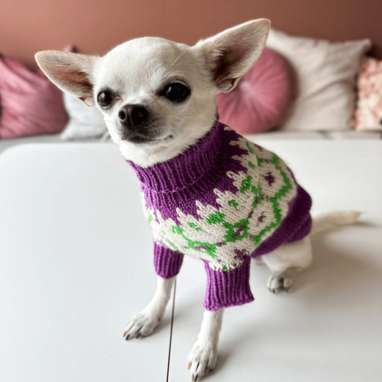 Chihuahua – Koiran neulepaita
4