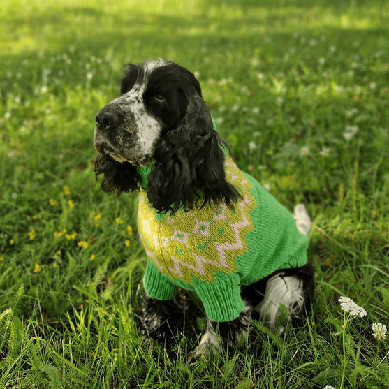 Cocker Spaniel – Koiran neulepaita
2