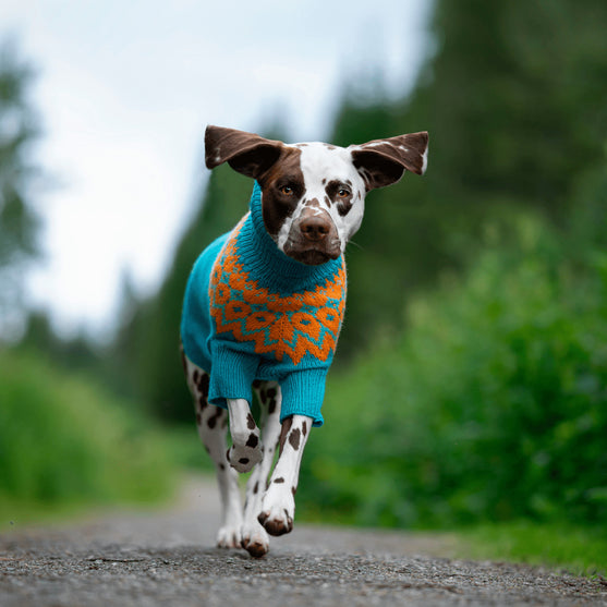 Dalmatialainen – Koiran neulepaita
2