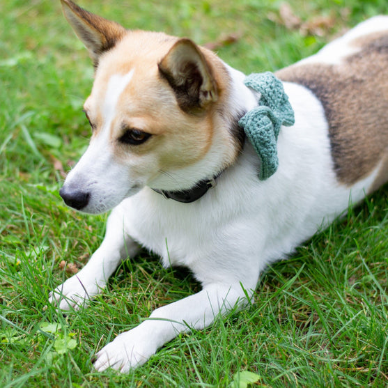 Wow Bow – Koiran rusetti
3