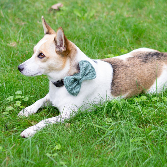 Wow Bow – Koiran rusetti
2