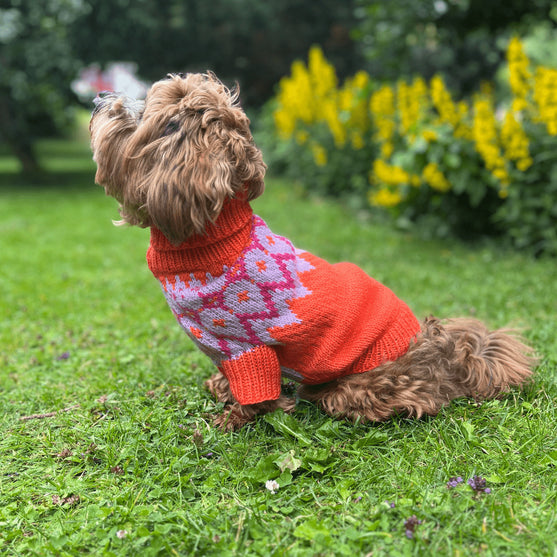 

Bichon Havanais – Koiran neulepaita
1