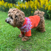 

Bichon Havanais – Koiran neulepaita
3