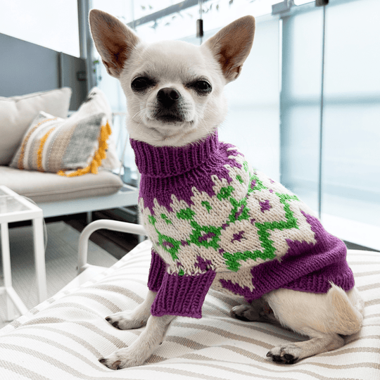 Chihuahua – Koiran neulepaita