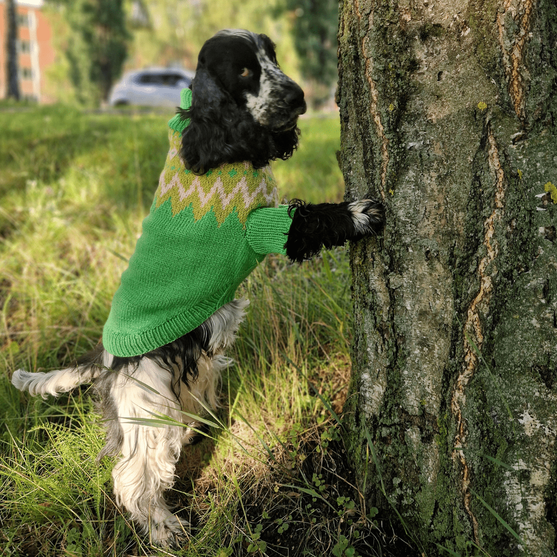 

Cocker Spaniel – Koiran neulepaita
3