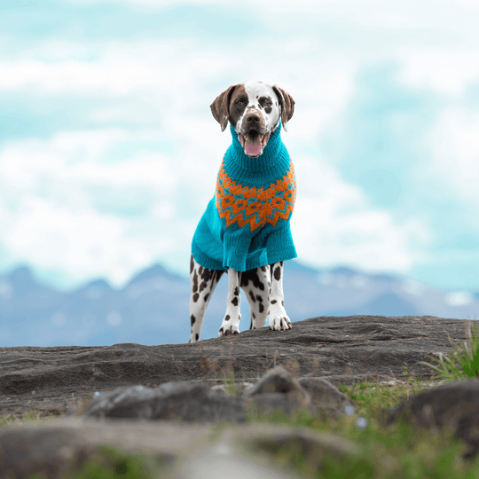 Dalmatialainen – Koiran neulepaita