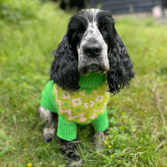 Cocker Spaniel – Koiran neulepaita